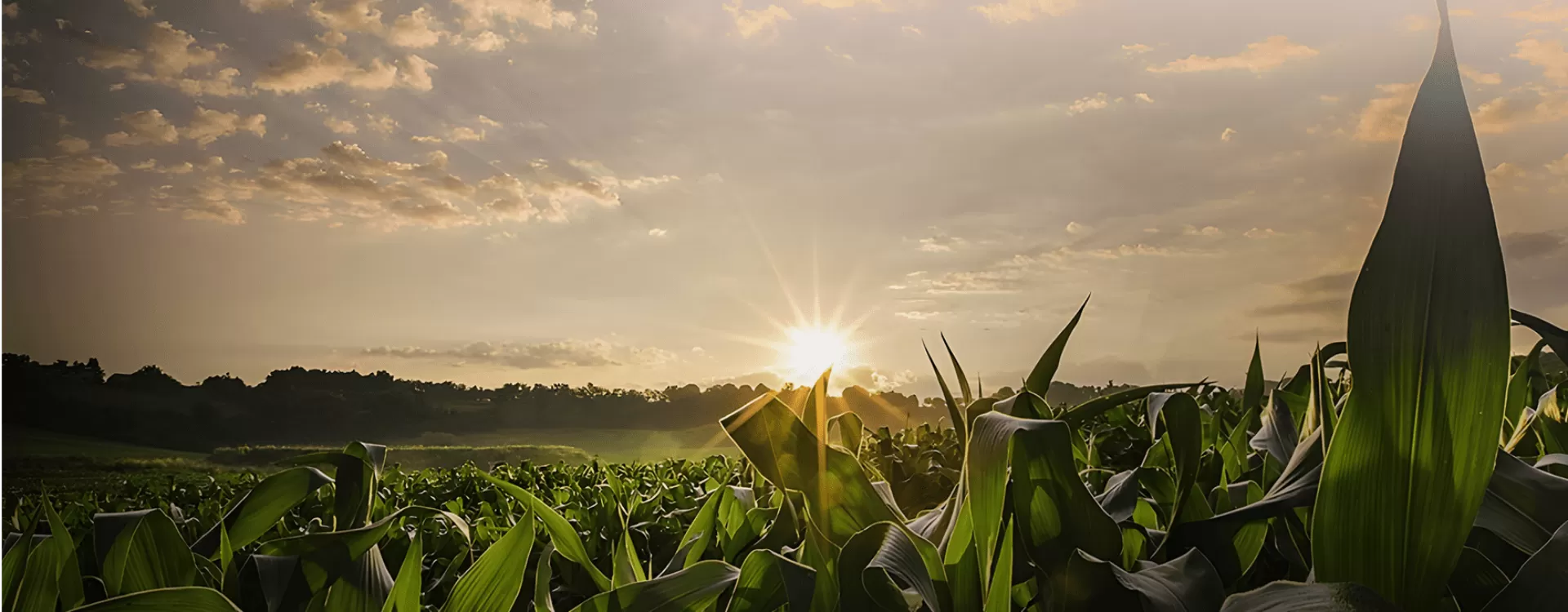 Agronational.
Se é segurança no campo,
ninguém entende tanto.
